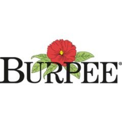 Burpee